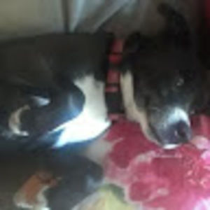 Meet your Posher, Steven